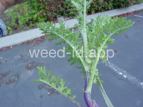 ragwort, tansy